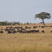  The Serengeti, TZ